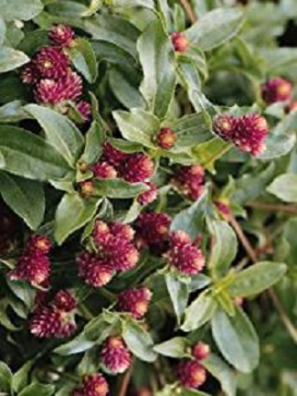GOMPHRENA dispersa Pink Pinheads
